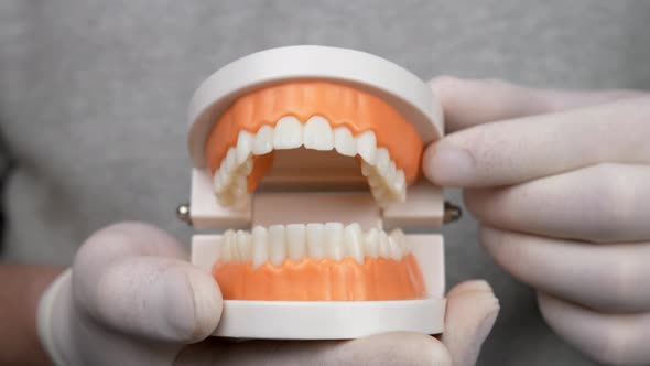 Dentist Shows Teaching Model of Gums and Teeth