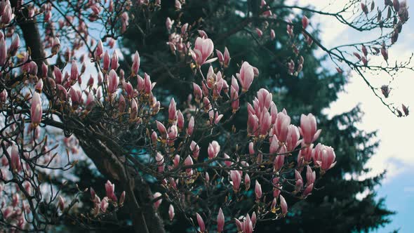 Beautiful Pink Magnolia Flowers on a Tree