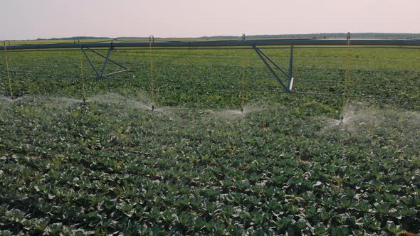 Rrigation of Agricultural Field. Water Sprinkler System Working on Vegetable Plantation. Large
