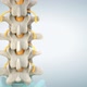 Human lumbar spine model with normal discs - VideoHive Item for Sale