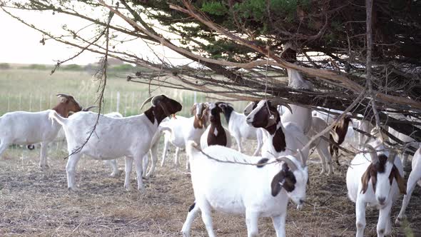 Herd of goats being fed in the field