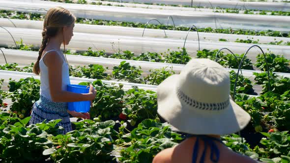 Girls picking strawberries in the farm 4k