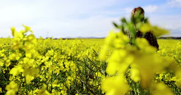 Man walking in mustard field