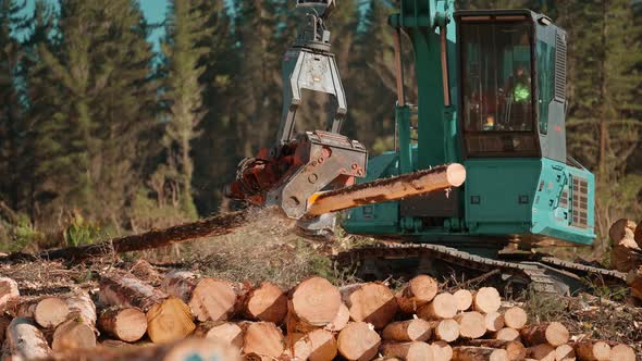 Logging machine trimming and cutting log in correct length on woodpile