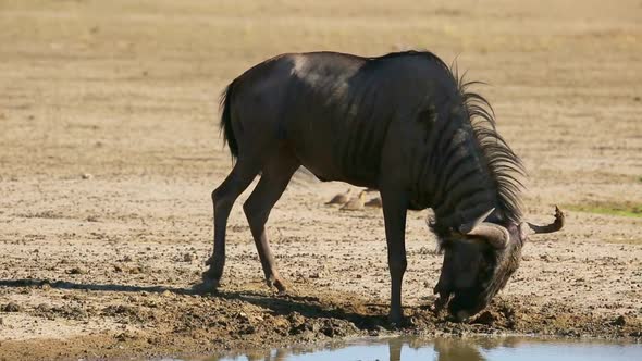 Blue Wildebeest Playing In Mud - Kalahari Desert