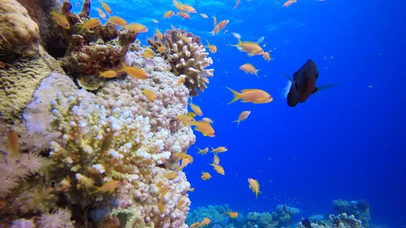 Tropical Colourful Underwater Seascape