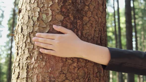 Woman Hand Gently Touching a Bark of the Tree in the Forest