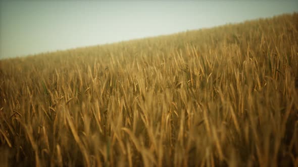 Ripe Yellow Rye Field Under Beautiful Summer Sunset Sky with Clouds