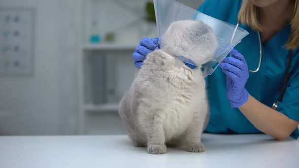 Vet Checking Cone Collar on Cat Neck, Pet Anxious in Uncomfortable Funnel