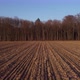 Drone fly from a plowed field to a bare forest wit a green tree in the middle - VideoHive Item for Sale