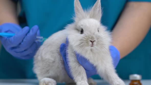 Vet Giving Injection to Calm Fluffy Rabbit, Pet Vaccination, Disease Prevention