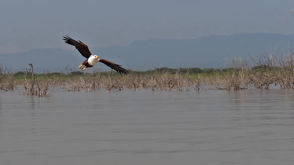 African Fish-Eagle, haliaeetus vocifer, Adult in flight, Fish in Claws, Fishing at Baringo Lake