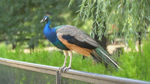 Peacock Stands on the Fence