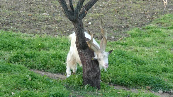 Goat with an itchy neck in Agrigento