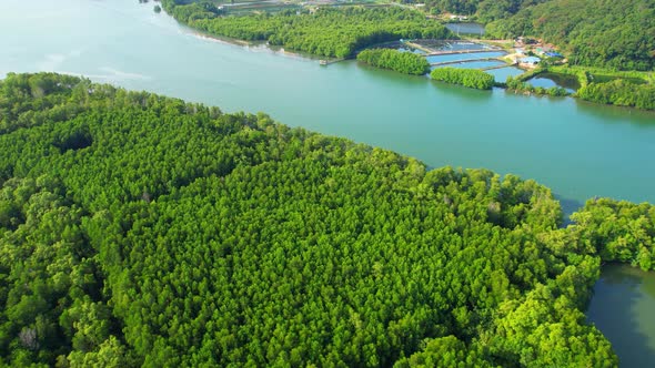 An island-shaped mangrove forest in the middle of a river mouth near the sea.