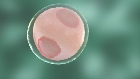 Intracytoplasmic sperm injection. Shot by camera from microscope lens in vitro fertilization.
