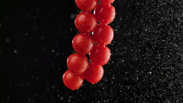 Juicy Ripe Bunch of Red Tomatoes Sprayed with Water