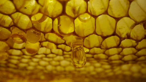 Frame of Honeycombs with Dripping Thick Honey From Cells