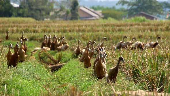 ducks looking for food