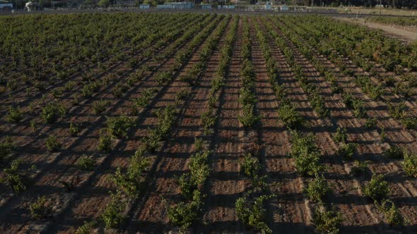 Aerial Drone shot of wine yard near sunset, with long shadows stretching across the ground