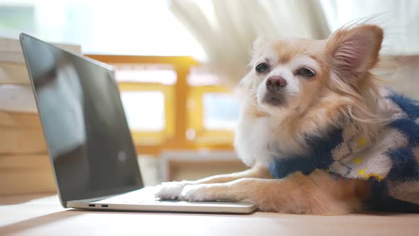 chihuahua dog wearing working costume with laptop and notebooks