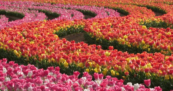 Tulips field in the Provence, Alpes de Haute Provence, France