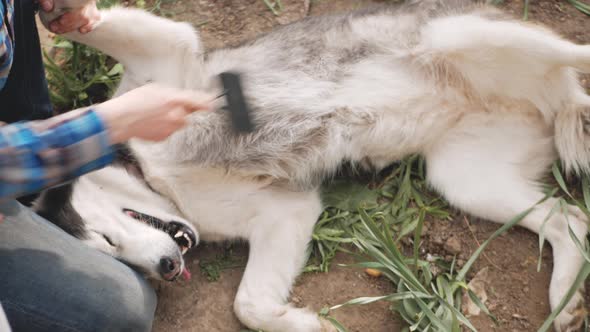 Man Combs Dog Scratches His Belly Satisfied Dog is Happy Gets Pleasure