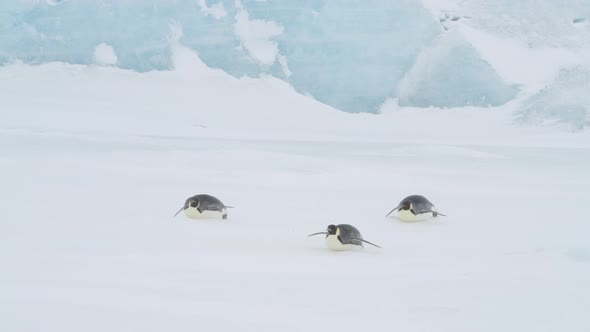 Emperor Penguins on the Snow in Antarctica