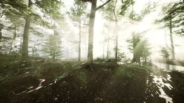 Panoramic View of the Majestic Forest in a Morning Fog