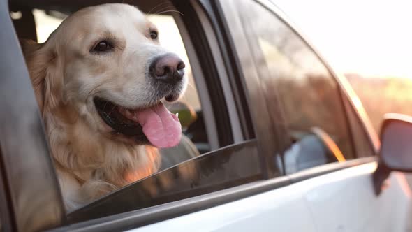 Golden Retriever Dog in the Car