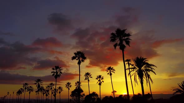 Aerial Of Palm Trees And The Sunset