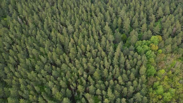 Flight over the green forest. Epic panoramic shot. Top view of pine trees in spring