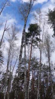 Vertical Video of the Birch Forest with Birches in the Afternoon