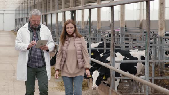 Man in Lab Coat Inspecting Cattle Farm