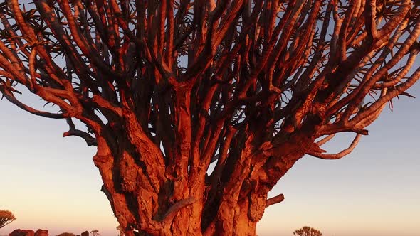 Quiver Tree At Sunset