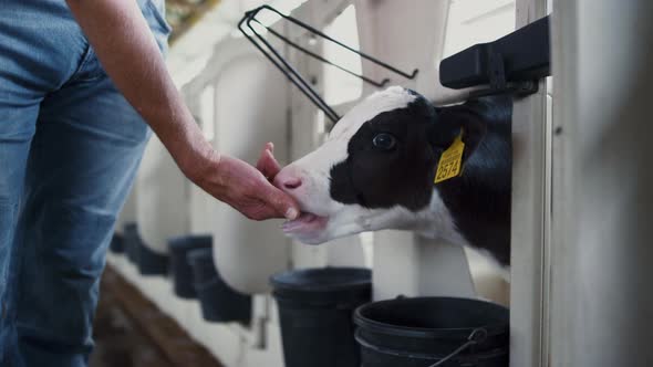 Small Cow Licking Hand Unknown Farmer Closeup