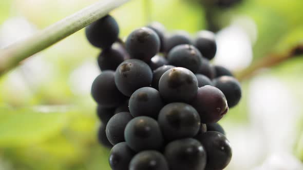 Closeup of Berries of Blue Grapes