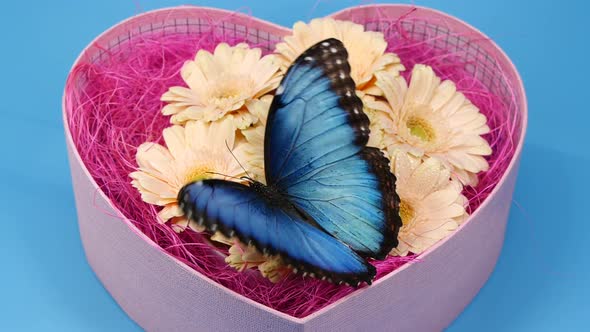 Blue Butterfly on Pink Color Flower in Heart Shape Box Valentines Day Design