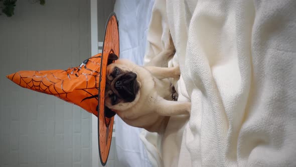 Funny Face of Pug Dog Orange Witch Hat Halloween Costume Sitting on Bed at Home Vertical Footage