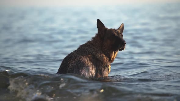 Portrait of a Dog Sitting in Water in the Wavy Sea at Summer Day.