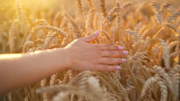 Female Hand Touches Ripe Ears of Wheat in the Rays of the Setting Sun