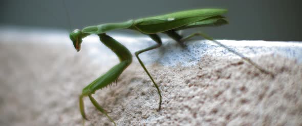 Close up of the praying mantis sitting on a concrete wall.