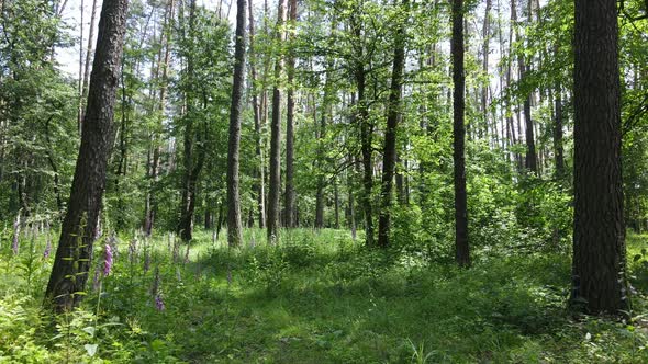 Beautiful Green Forest on a Summer Day Slow Motion