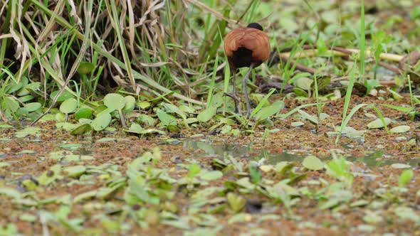 Wattled jacana bird looking for food on floating vegetation of wetland
