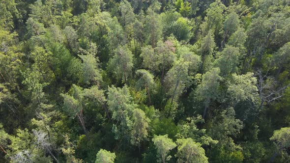Aerial View of Trees in the Forest. Ukraine