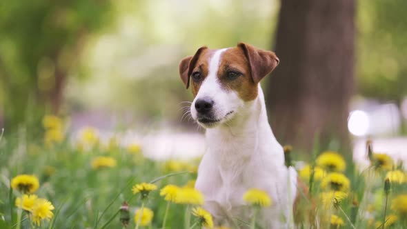 Happy Dog with Flowers Fields in Background