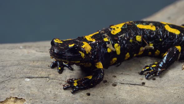Fire Salamander. Salamandra Maculosa on Wooden Snag at Black Background. Close Up