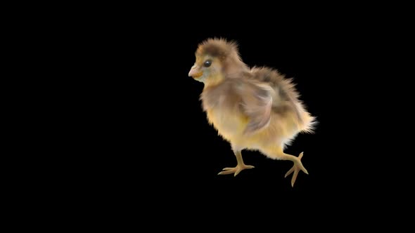 16 Baby Chicks Dancing HD