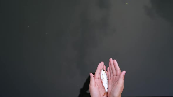 Woman releases fish in water. Woman holding little size lake fish in two hands palm up