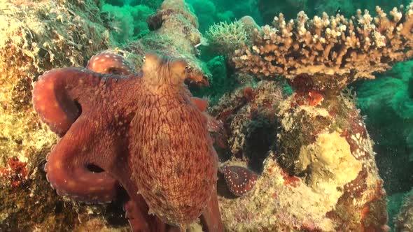 Big Octopus crawling over rocks